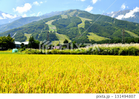 白馬村の風景/白馬八方尾根スキー場方面を望む(長野県白馬村)【2025.9】 白馬村の風景/白馬八方尾根スキー場方面を望む(長野県白馬村)【2025.9】 131494807