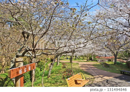 美しい桜が咲いた北九州市門司区にある白野江植物公園 131494846