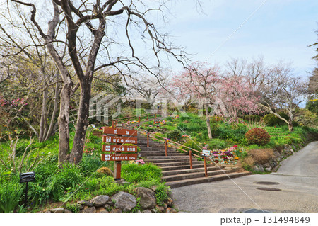 美しい桜が咲いた北九州市門司区にある白野江植物公園 美しい桜が咲いた北九州市門司区にある白野江植物公園 131494849