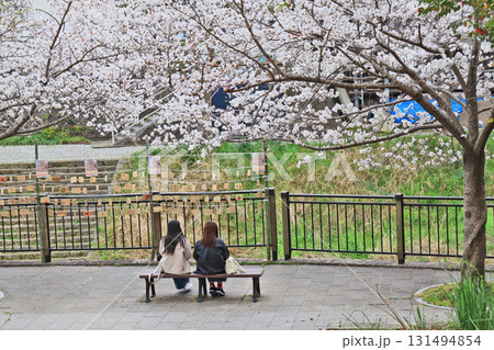 北九州市小倉南区の志井川沿いの桜並木と絵馬 北九州市小倉南区の志井川沿いの桜並木と絵馬 131494854