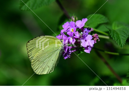 キチョウ(grass yellow) キチョウ(grass yellow) 131494858