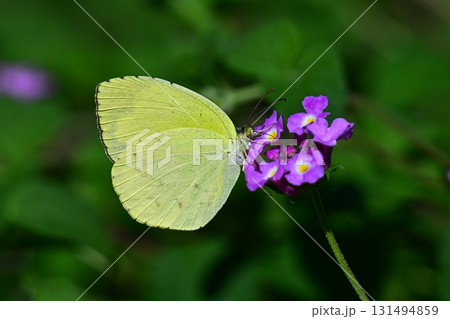 キチョウ（grass yellow） 131494859