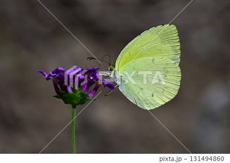 キチョウ(grass yellow) キチョウ(grass yellow) 131494860