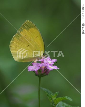 キチョウ（grass yellow） 131494862