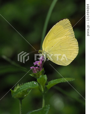 キチョウ(grass yellow) キチョウ(grass yellow) 131494864