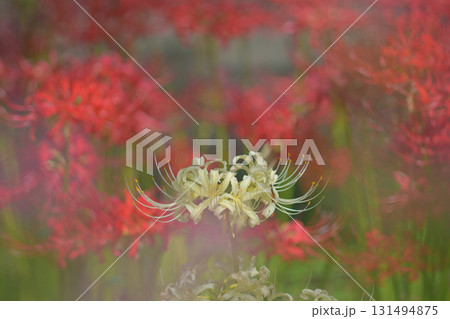 彼岸花　彼岸の紅白 131494875