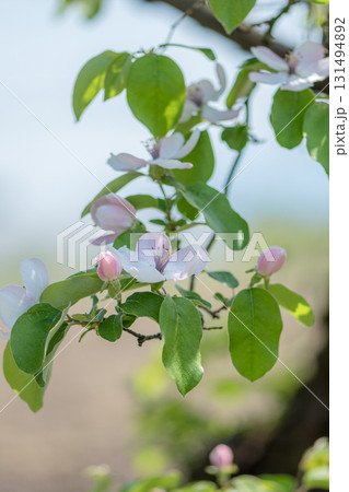 カリンの花 カリンの花 131494892