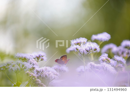柔らかな光に包まれた幻想的な花と昆虫 柔らかな光に包まれた幻想的な花と昆虫 131494960