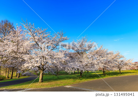 東京都 足立区 舎人公園 満開の桜 東京都 足立区 舎人公園 満開の桜 131495041