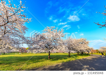 東京都　足立区　舎人公園　満開の桜 131495048