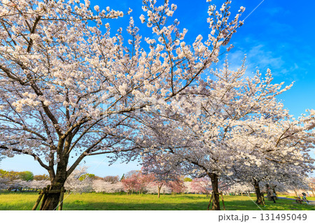 東京都　足立区　舎人公園　満開の桜 131495049