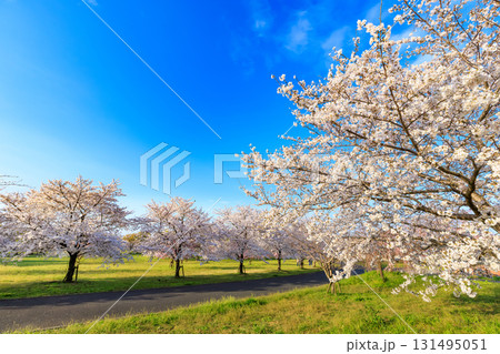東京都 足立区 舎人公園 満開の桜 東京都 足立区 舎人公園 満開の桜 131495051