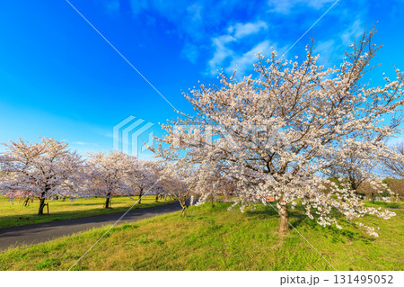 東京都　足立区　舎人公園　満開の桜 131495052