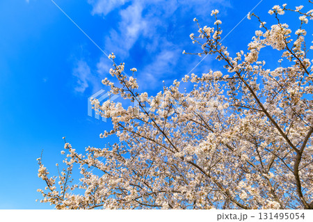 東京都　足立区　舎人公園　満開の桜 131495054
