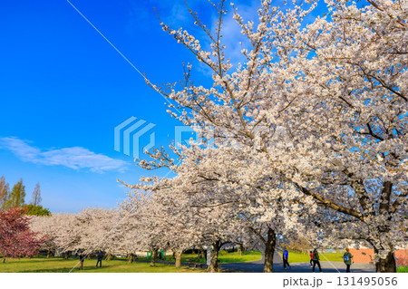東京都 足立区 舎人公園 満開の桜 東京都 足立区 舎人公園 満開の桜 131495056
