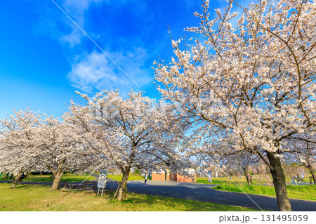 東京都 足立区 舎人公園 満開の桜 東京都 足立区 舎人公園 満開の桜 131495059
