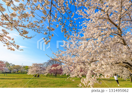 東京都 足立区 舎人公園 満開の桜 東京都 足立区 舎人公園 満開の桜 131495062