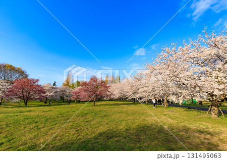東京都 足立区 舎人公園 満開の桜 東京都 足立区 舎人公園 満開の桜 131495063