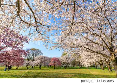 東京都　足立区　舎人公園　満開の桜 131495065