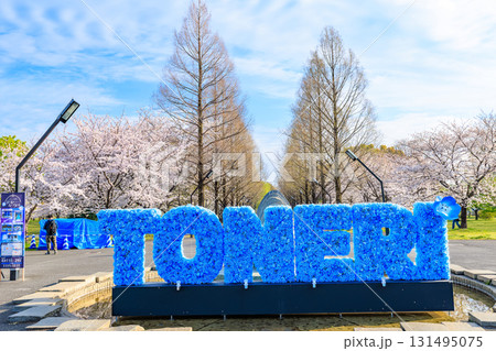 東京都　足立区　舎人公園　噴水広場と満開の桜 131495075