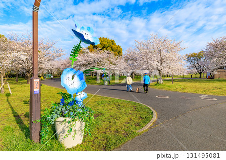 東京都 足立区 舎人公園 満開の桜 東京都 足立区 舎人公園 満開の桜 131495081