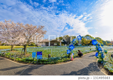 東京都 足立区 舎人公園 満開の桜とネモフィラ 東京都 足立区 舎人公園 満開の桜とネモフィラ 131495083