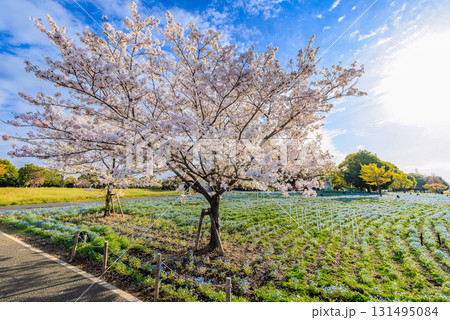 東京都 足立区 舎人公園 満開の桜とネモフィラ 東京都 足立区 舎人公園 満開の桜とネモフィラ 131495084