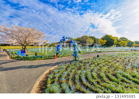 東京都　足立区　舎人公園　満開の桜とネモフィラ 131495085