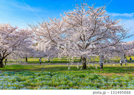 東京都 足立区 舎人公園 満開の桜とネモフィラ 東京都 足立区 舎人公園 満開の桜とネモフィラ 131495088