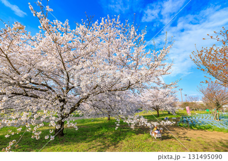東京都　足立区　舎人公園　満開の桜とネモフィラ 131495090