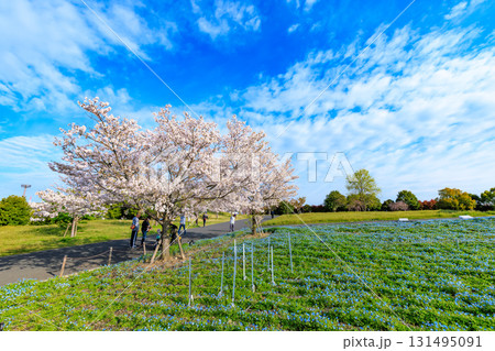東京都　足立区　舎人公園　満開の桜とネモフィラ 131495091