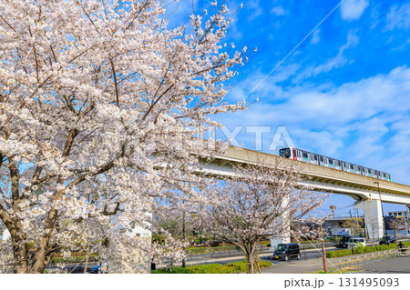 東京都 足立区 舎人公園 満開の桜と舎人ライナー 東京都 足立区 舎人公園 満開の桜と舎人ライナー 131495093