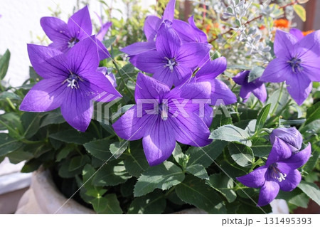 紫色のききょうの花 紫色のききょうの花 131495393