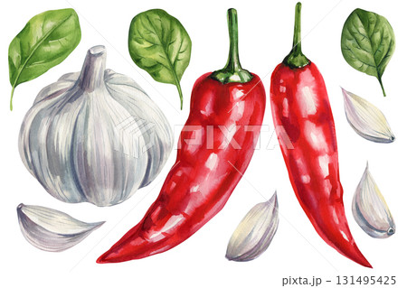 Watercolor garlic bulbs cloves red chili peppers and green leaves illustration organic spicy vegetables cooking food art isolated 131495425