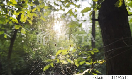 Spiderweb swaying in wind with sunlight at background. Spider builds a cobweb in forest. Beautiful scene on summer park at sunset. Concept of nature wildlife 131495510