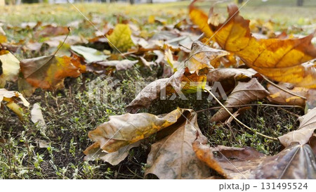 Yellow maple leaves falls on ground in empty forest. Autumn foliage covered lawn in park. Beautiful colorful fall season. Close up Slow mo 131495524