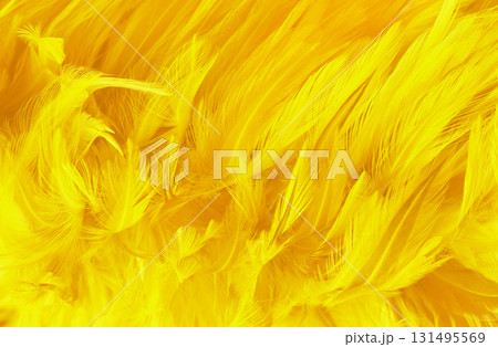 Beautiful yellow color bird feathers pattern texture background. 131495569