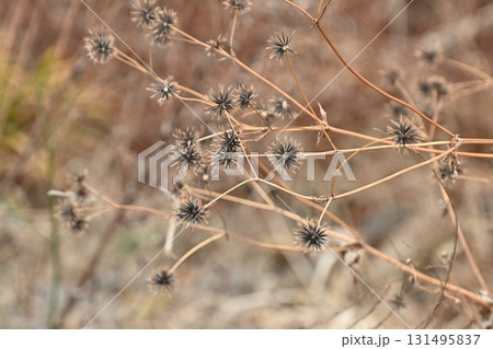 センダングサ/ひっつき虫(genus Bidens) 荒地 売地 センダングサ/ひっつき虫(genus Bidens) 荒地 売地 131495837