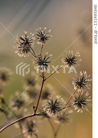 センダングサ/ひっつき虫(genus Bidens) 荒地 売地 センダングサ/ひっつき虫(genus Bidens) 荒地 売地 131495840