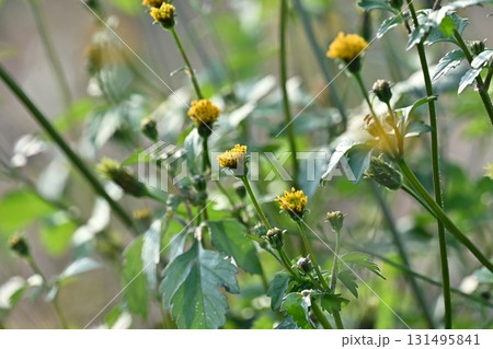 センダングサ/ひっつき虫(genus Bidens) 荒地 売地 センダングサ/ひっつき虫(genus Bidens) 荒地 売地 131495841