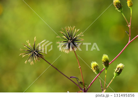 センダングサ／ひっつき虫(genus Bidens)　荒地　売地 131495856