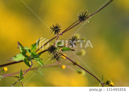 センダングサ／ひっつき虫(genus Bidens)　荒地　売地 131495858