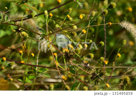 センダングサ/ひっつき虫(genus Bidens) 荒地 売地 センダングサ/ひっつき虫(genus Bidens) 荒地 売地 131495859