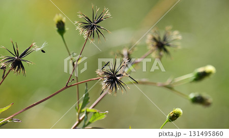 センダングサ/ひっつき虫(genus Bidens) 荒地 売地 センダングサ/ひっつき虫(genus Bidens) 荒地 売地 131495860