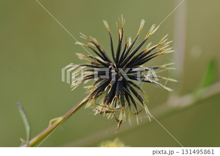 センダングサ/ひっつき虫(genus Bidens) 荒地 売地 センダングサ/ひっつき虫(genus Bidens) 荒地 売地 131495861