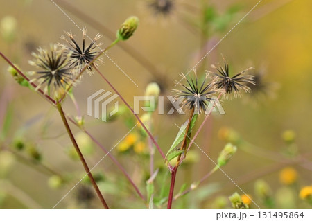 センダングサ/ひっつき虫(genus Bidens) 荒地 売地 センダングサ/ひっつき虫(genus Bidens) 荒地 売地 131495864