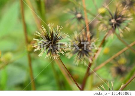 センダングサ／ひっつき虫(genus Bidens)　荒地　売地 131495865