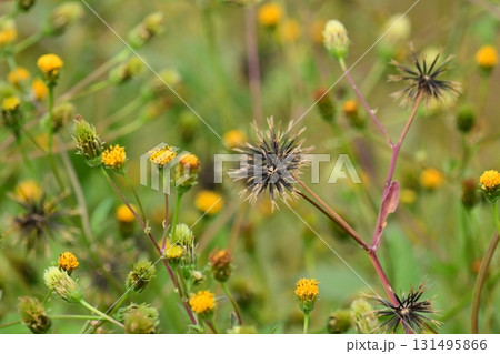センダングサ/ひっつき虫(genus Bidens) 荒地 売地 センダングサ/ひっつき虫(genus Bidens) 荒地 売地 131495866