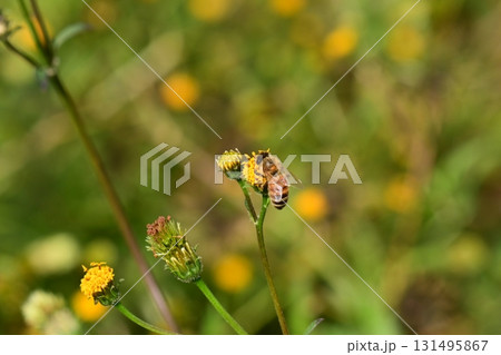 センダングサ／ひっつき虫(genus Bidens)　荒地　売地 131495867