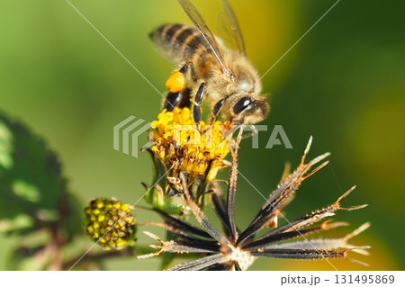 センダングサ／ひっつき虫(genus Bidens)　荒地　売地 131495869